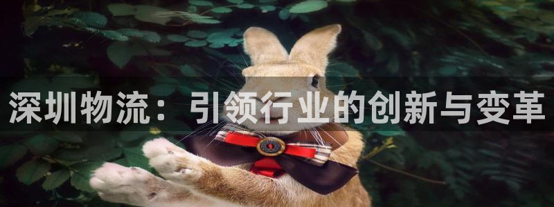多多28是干嘛的：深圳物流：引领行业的创新与变革